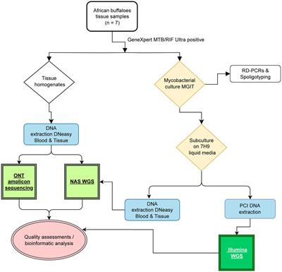 Advancing animal tuberculosis surveillance using culture-independent long-read whole-genome sequencing